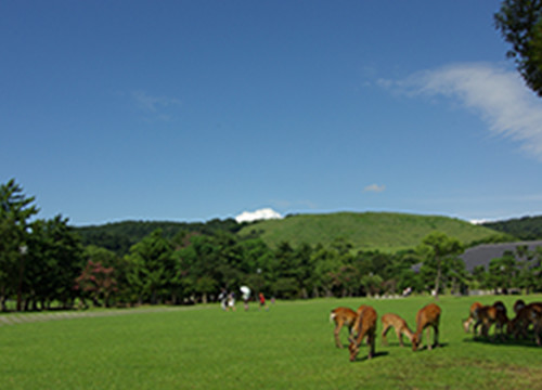 奈良公園